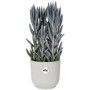 Pot De Fleurs Rond VIBES - Plastique - Ø22 - Blanc 32,99 €