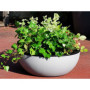 RIVIERA - Coupe pot de fleurs - granit D40 - stone 53,99 €