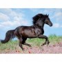 Ravensburger Puzzle 200 p XXL - Etalon noir