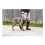 Harnais pour Chien Company of Animals Halti Taille S (26-36 cm)