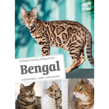 Bengal - Comportement, soins, sociabilisation