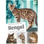 Bengal - Comportement, soins, sociabilisation