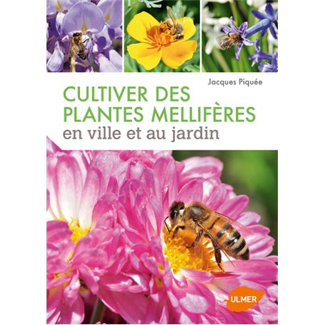Cultiver des plantes mellifères en ville et au jardin