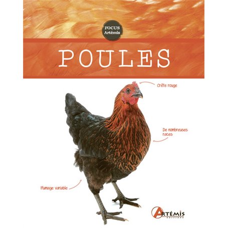 Poules