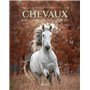 Chevaux : un univers fabuleux