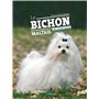 Le bichon maltais