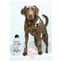Shampooing Wahl Blanc 750 ml