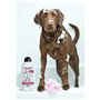 Shampoing pour animaux de compagnie Wahl Clean & Calm 750 ml
