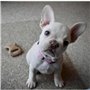 Jouet pour chien Benebone animaux