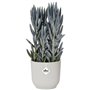 ELHO Vibes Fold Pot de fleurs rond 30 - Blanc - Ø 30 x H 27 cm - intérieur - 100% recyclé