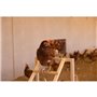 Tour d'escalade pour poules - KERBL - 85 x 55 x 76 cm - Avec balançoire - Echelle robuste
