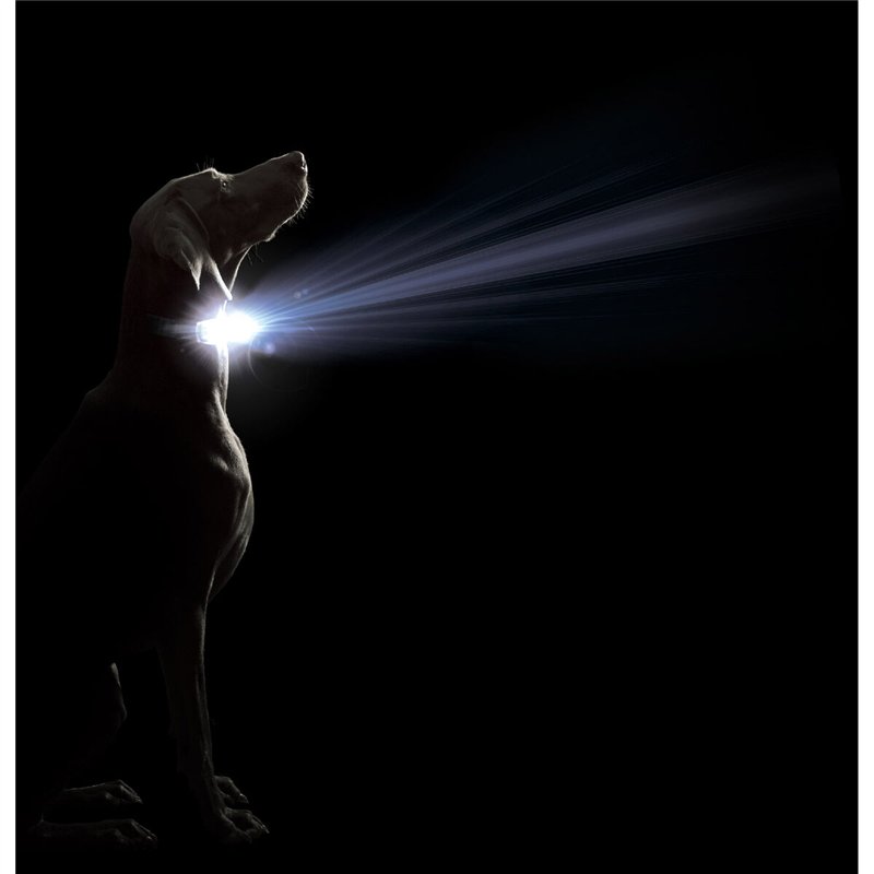 Image secondaire de Collier pour Chien Dog Gone Smart Rouge 12 Lumière