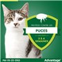 Advantage Chat & Lapin de moins de 4 kg – Pipettes anti puces chat pour prévention des infestations – Traitement anti puces avec