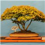 SAVITA 10x6cm 30pcs Étiquettes De Plantes en Bois Étiquettes De Jardin Ovales pour Plante en Pot Graines Fleurs Herbes Légumes