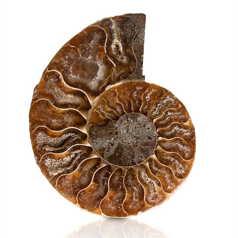 ANCLLO Spécimen d'ammonite fossile d'escargot, spécimen d'ammonite, pierres naturelles et minéraux avec histoire ancienne, style