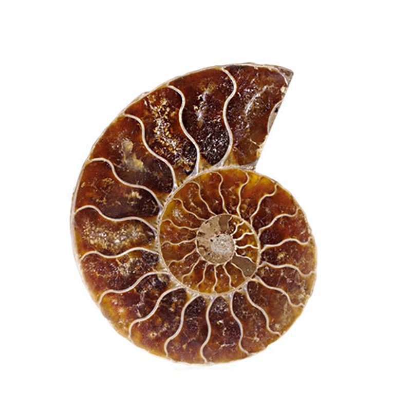 Image secondaire de ANCLLO Spécimen d'ammonite fossile d'escargot, spécimen d'ammonite, pierres naturelles et minéraux avec histoire ancienne, style