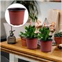 Lot de 50 Pots de en Plastique Pots de Fleurs Pots de Plantes Plastique De Plantes À Fleurs Graine De Démarrage Pot (Diamètre 12