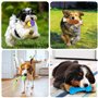 19 Pièces de Jouet Chiot Chien