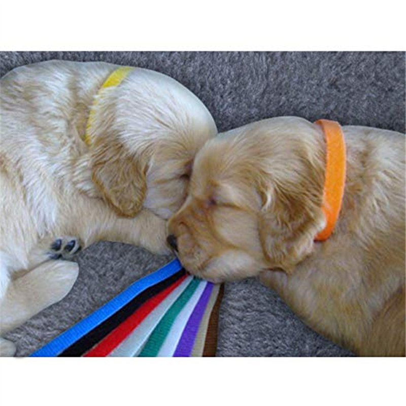Image secondaire de Lot de 12 Colliers d'Identification pour Chiots et Chatons. Ruban doux, réglable et Auto-Adhésif