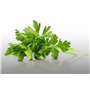 500 graines Aromatiques à semer - Le Grenier d'Abondance - PERSIL COMMUN PLAT - Petroselinum crispum