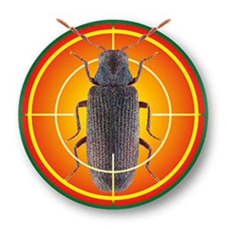 Image secondaire de SoluGuard Traitement Larves, Vers à Bois et Termites - 500 ml - Spray contre les Insectes Xylophages détruisant le Bois - Prêt à