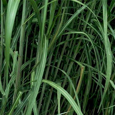 6 x Miscanthus Floridulus - Giganteus - Miscanthus géant godet 9cm x 9cm