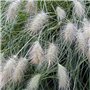 6 x Pennisetum Villosum - Herbe aux écouvillons 'Villosum' godet 9cm x 9cm