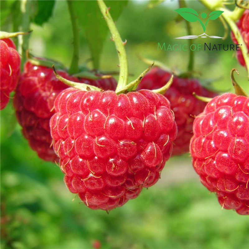 Image secondaire de Framboise Rouge - env. 50 graines/pack - Rubusidaeus - résistant au gel/pluriannuelle