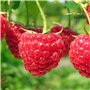 Framboise Rouge - env. 50 graines/pack - Rubusidaeus - résistant au gel/pluriannuelle