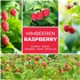 Framboise Rouge - env. 50 graines/pack - Rubusidaeus - résistant au gel/pluriannuelle
