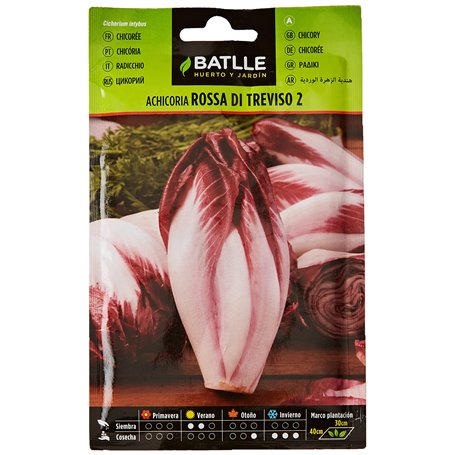 Semences potagères de Batlle - Chicorée Rossa di Treviso (8g)