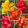 Collection de 5 Plantes Canna Géantes - Mélange de 5 Variétés - Grandes Plantes Vivaces Racines Nues des Pays-Bas (pas de graine
