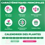 Collection de 5 Plantes Canna Géantes - Mélange de 5 Variétés - Grandes Plantes Vivaces Racines Nues des Pays-Bas (pas de graine