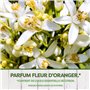 Pyrel Sachets Parfumes Fleur D'Oranger - Avec Huile Essentielle De Citron