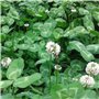 strimusimak Graines de trèfle