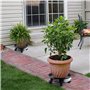 Skelang Support de pot de fleurs à roues, 33cm support roulant plantes, support pour plante avec récipient d'eau pour le jardin,