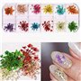 Fleur Séchée pour Ongles 3 boîtes 36 Couleurs Nail Applique 72 pièces 3D Nail Art Fournitures Applique pour Bricolage Nail Art d