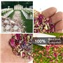 ZOOMPIL Confettis de Pétales Naturels, Pétales de Rose Séchés, Mariage de Fleurs Dispersées, Confettis de Pétales de Rose Biodég