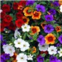 LNuyoah 200Pièces graines de pétunia mélangées exotiques vivaces fleur ornementale fleurs colorées décorer la cour du jardin cré