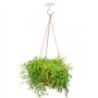 Crochets de Plafond pour Plantes suspendues, 2 Crochets de Suspension Robustes avec vis, Support Mural en métal 2 Crochets de Pl