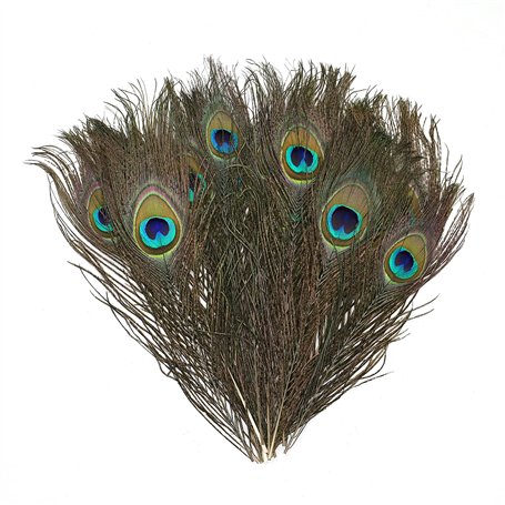 Lot de 20 plumes de paon