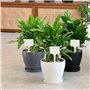Lot de 62 étiquettes pour plantes avec 1 marqueur double face noir - Étiquettes en bois pour étiqueter les graines en pot, les h