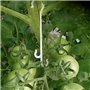 Serre Crochet pour Tomate Pinces Végétales de Support