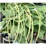45 graines, haricot long noodle yard, haricot productif poteau vert ne fournit pas de graines végétales treillis maison jardin e