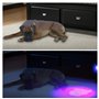 LEDGLE Lampe de Poche UV Lampe de Torche 100 LEDs Ultra Violet pour Animal Domestique d'urine Détecteur de Taches-Noir