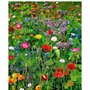Maelsa® FLEURS ANNUELLES EN MELANGE SAUVAGES - annuelles et vivaces sachet de 2 grammes semences
