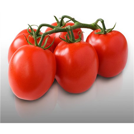 50 graines à semer - Le Grenier d'Abondance - TOMATE Roma VF - Résistante aux maladies