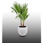 25 graines à semer - Le Grenier d'Abondance - WASHINGTONIA FILIFERA - Palmier résistant