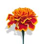 50 Graines Fleurs à semer - Le Grenier d'Abondance - ŒILLET d'Inde ou Rose d'Inde - Tagetes erecta