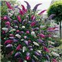 1 BUDDLEIA ARBRE À PAPILLONS TRICOLORE COULEURS MIXTES PLANTE DE JARDIN SAINE EN POT